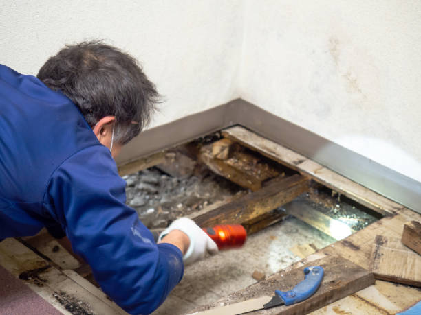 Best Residential Mold Removal  in Mount Olive, MS