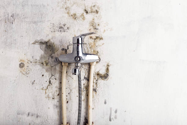  Mount Olive, MS Mold Removal Pros