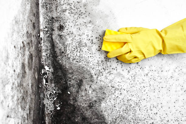 Best Mold Testing and Removal  in Mount Olive, MS