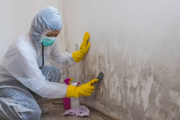 Best Toxic Mold Removal  in Mount Olive, MS