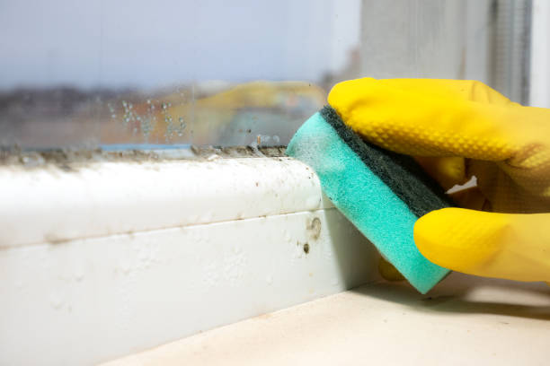 Best Mold Cleaning Services  in Mount Olive, MS