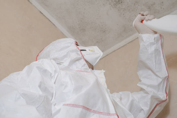 Best Mold Removal Company Near Me  in Mount Olive, MS