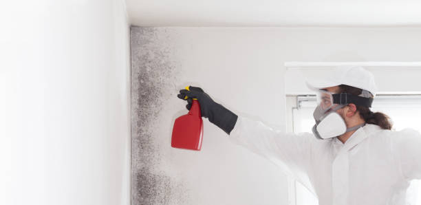 Best Mold Removal Near Me  in Mount Olive, MS