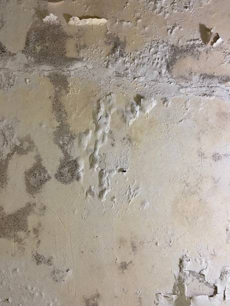 Best Black Mold Removal  in Mount Olive, MS