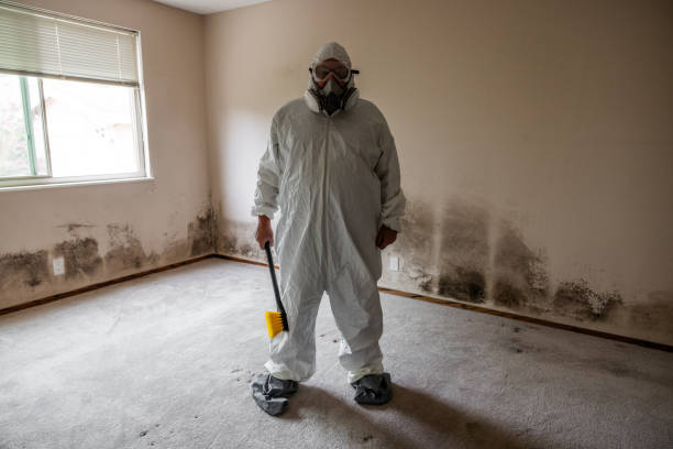 Best Mold Damage Repair  in Mount Olive, MS