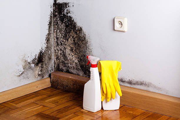 Trusted Mount Olive, MS Mold Removal Experts