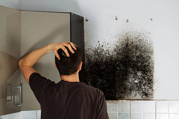 Mold Testing and Removal in Mount Olive, MS