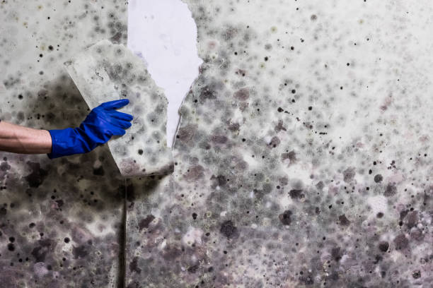 Best Affordable Mold Removal  in Mount Olive, MS