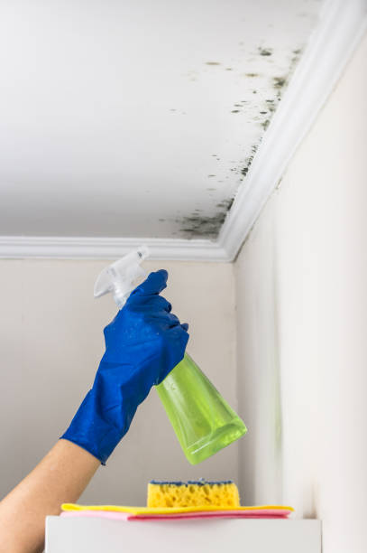 Best Commercial Mold Removal  in Mount Olive, MS