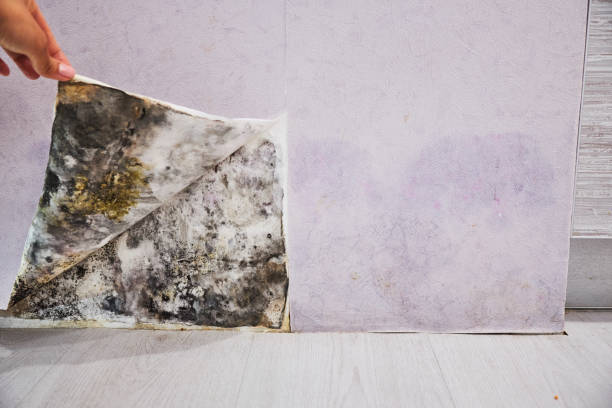 Best Fast Mold Removal  in Mount Olive, MS